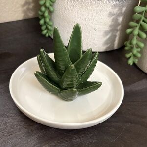 Green Ceramic Succulent on White Plate